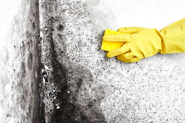 Best Home Mold Removal  in Drumright, OK