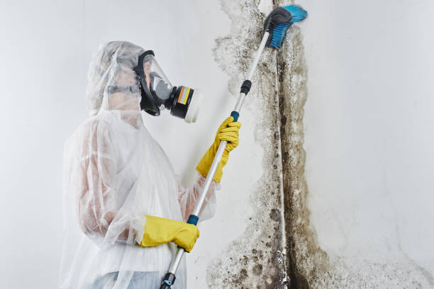 Mold Removal and Inspection in Drumright, OK