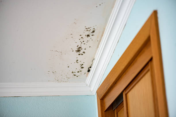 Trusted Drumright, OK Mold Removal Experts