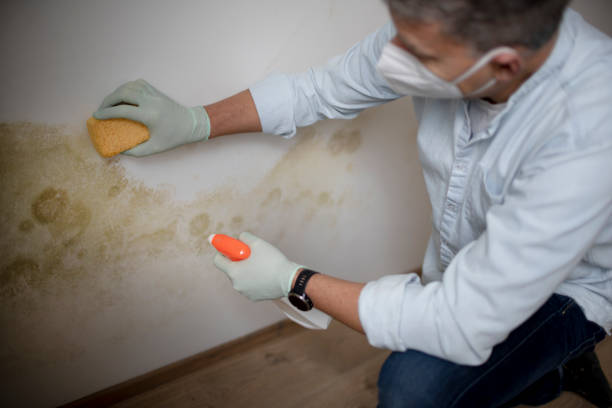 Best Commercial Mold Removal  in Drumright, OK