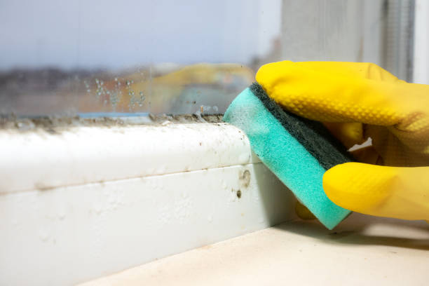 Best Attic Mold Removal  in Drumright, OK