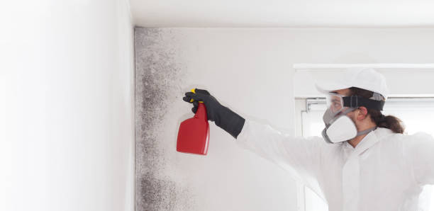 Best Same-Day Mold Removal  in Drumright, OK