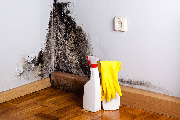 Best Mold Cleaning Services  in Drumright, OK