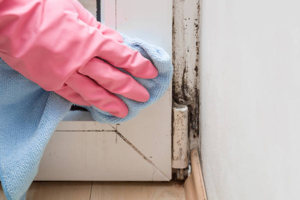 Best Mold Remediation  in Drumright, OK