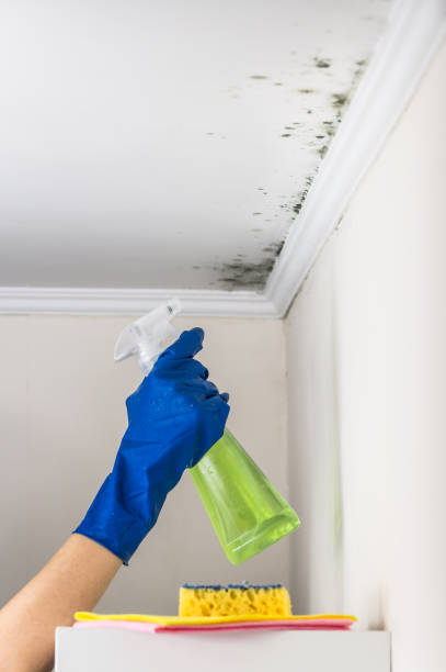 Best Mold Removal and Inspection  in Drumright, OK